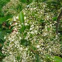 Photinia serratifolia P16